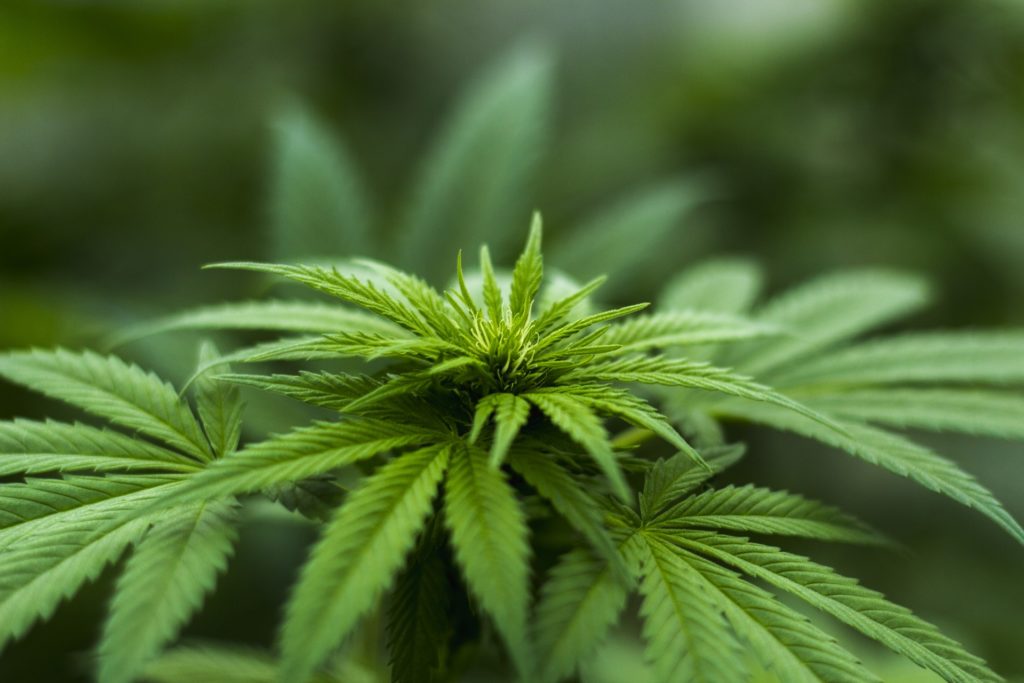 Divan Medical - medical marijuana