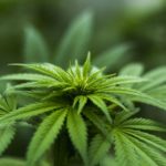 Divan Medical - medical marijuana