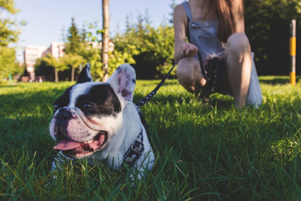 Divan Medical - emotional support dog