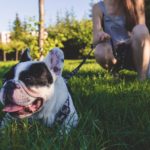 Divan Medical - emotional support dog