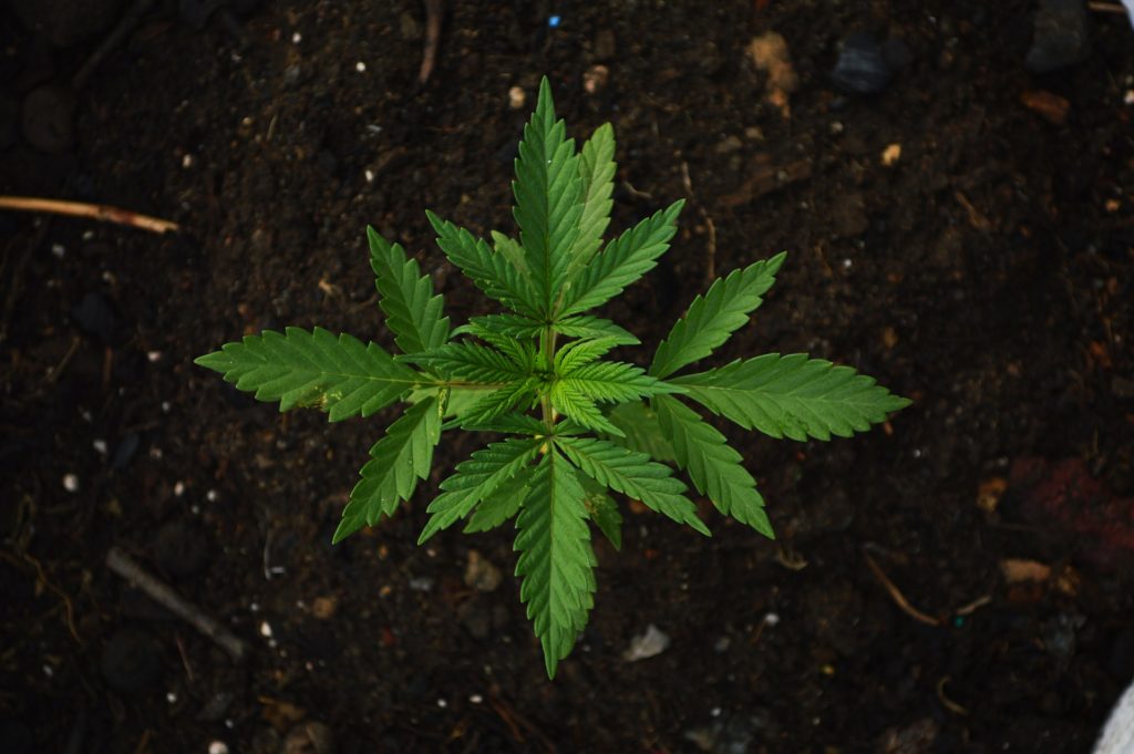 Divan Medical - medical marijuana