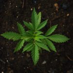 Divan Medical - medical marijuana