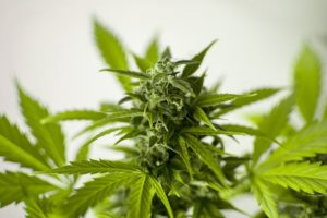 Divan Medical - medical cannabis